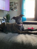 German Shepherd Puppies for sale in Cleveland, OH, USA. price: $800