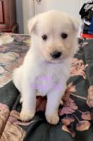 German Shepherd Puppies for sale in Bridgeport, CT, USA. price: $1,300