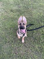 German Shepherd Puppies for sale in Phoenix, AZ, USA. price: $1,000