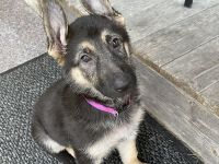 German Shepherd Puppies for sale in Owatonna, MN, USA. price: $650