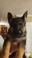German Shepherd Puppies for sale in Charlottesville, VA, USA. price: $1,500