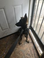 17 week German shepherd AKC has all his shots