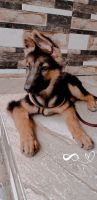 German Shepherd Puppies for sale in Kukatpally Housing Board Colony, Kukatpally, Hyderabad, Telangana, India. price: 15,000 INR