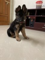 German Shepherd Puppies for sale in Chennai, Tamil Nadu, India. price: 20,000 INR