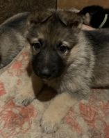 German Shepherd Puppies for sale in Wolverine, MI 49799, USA. price: $1,000