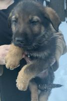 German Shepherd Puppies for sale in Grayling, MI 49738, USA. price: $800