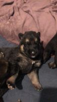 German Shepherd Puppies for sale in Reynoldsburg, OH, USA. price: $1,000