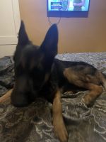 German Shepherd Puppies for sale in Atlanta, GA, USA. price: $1,500