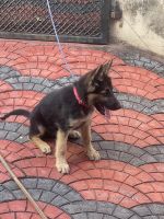 German Shepherd Puppies for sale in Anchal, Kerala 691306, India. price: 12000 INR