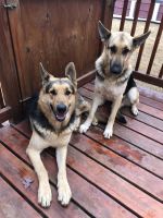 German Shepherd Puppies for sale in Lilburn, GA 30047, USA. price: NA