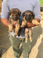 German Shepherd Puppies for sale in Samana Patiala Rd, Samana, Punjab 147101, India. price: 32,000 INR