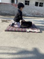 German Shepherd Puppies for sale in Faridabad, Haryana, India. price: NA