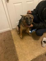 German Shepherd Puppies for sale in Richmond, VA, USA. price: NA