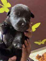 German Shepherd Puppies for sale in Vanagaram Main Rd, Ganapathi Nagar, Vanagaram, Chennai, Tamil Nadu 600095, India. price: 19,000 INR