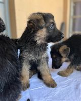 German Shepherd Puppies for sale in Glendale, AZ 85301, USA. price: $500