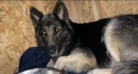 German Shepherd Puppies for sale in Dallas, TX, USA. price: $600