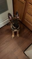 German Shepherd Puppies for sale in Dayton, OH, USA. price: $1,000