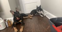 German Shepherd Puppies for sale in Baltimore, MD, USA. price: $700
