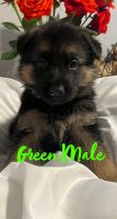 German Shepherd Puppies for sale in Southeast Houston, Houston, TX, USA. price: $1,000