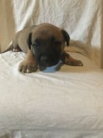 German Shepherd Puppies for sale in Columbus, OH, USA. price: $600