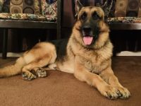 German Shepherd Puppies for sale in Southeast Houston, Houston, TX, USA. price: $1,000
