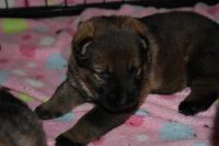 German Shepherd Puppies for sale in Alpharetta, GA, USA. price: $2,500