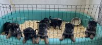 AKC German Shepherd pups