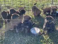 AKC German Shepherd pups