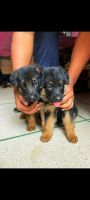 German Shepherd Puppies for sale in Badarpur, New Delhi, Delhi, India. price: 12000 INR