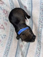 Litter c7 girls 3 boys