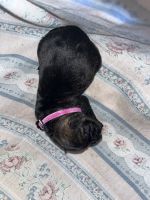 Litter c7 girls 3 boys