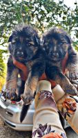 German Shepherd Puppies for sale in Osmanabad, Maharashtra 413501, India. price: 15,000 INR
