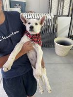 Pure White German Shepherd pups