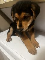 PUPPIES FOR SALE NORFOLK VA