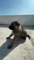 German Shepherd Puppies for sale in Chota Bangarda Rd, Madhya Pradesh, India. price: 5,000 INR