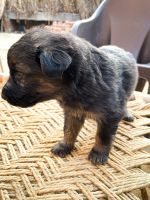 German Shepherd Puppies for sale in Auraiya, Uttar Pradesh 206122, India. price: 18,000 INR