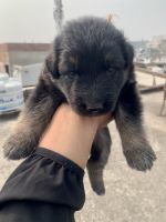 German Shepherd Puppies for sale in Hirapur, Pandey Muhalla, Dhanbad, Jharkhand 826001, India. price: 20000 INR