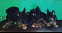 German Shepherd Puppies for sale in Kalameshwar, Maharashtra 441501, India. price: 26000 INR