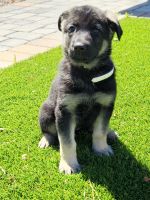 German shepherd