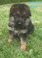 West German Showline