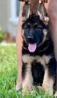 Akc German shepherd