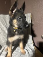 Akc 11 week old German Shephered puppies