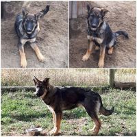 German Shepherd Puppies for sale in 100 Mile House, BC V0K, Canada. price: $850