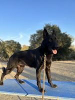 German Shepherd Male 2 years old (intact)