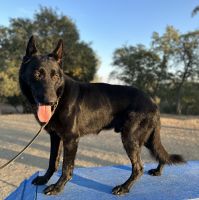 German Shepherd Male 2 years old (intact)