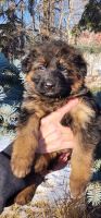 German Shepherd Puppies for sale in Calgary, AB, Canada. price: $3,500
