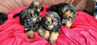 German Shepherd Puppies for sale in Calgary, AB, Canada. price: NA