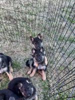 German Shepherd Puppies for sale in Sulphur Springs, Texas. price: $800