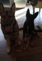 German Shepherd Puppies for sale in Grover, NC 28073, USA. price: $550