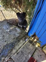 German Shepherd Puppies for sale in 18391 OH-555, Cutler, OH 45724, USA. price: $700